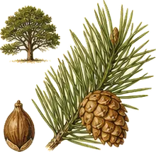 Pinyon Pine