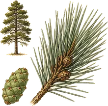 Jeffrey Pine