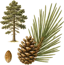 Bishop Pine