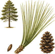 Longleaf Pine
