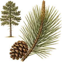 Monterey Pine