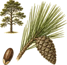 Pitch Pine