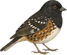 Spotted Towhee