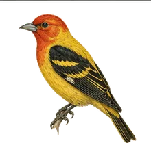 Western Tanager