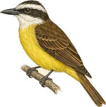Great Kiskadee