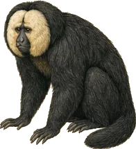 Monk Saki