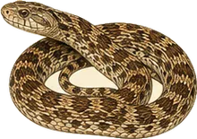 Pine Snake