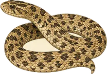 Bullsnake