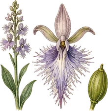 Large Purple Fringed Orchid