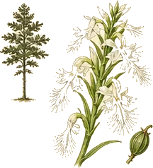 Ragged Fringed Orchid