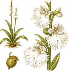 Prairie White Fringed Orchid