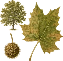 American Sycamore