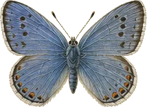Acmon Blue