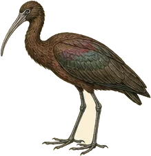 Glossy Ibis