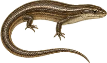 Broad-headed Skink