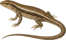 Western Skink