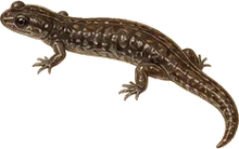 Del Norte Salamander