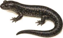 Slimy Salamander