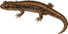 Jemez Mountains Salamander