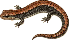 Southern Red-backed Salamander