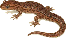 Western Red-backed Salamander