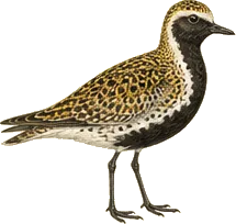 American Golden-Plover