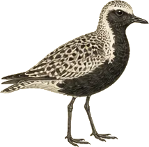 Black-bellied Plover