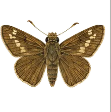 Hobomok Skipper