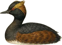 Horned Grebe