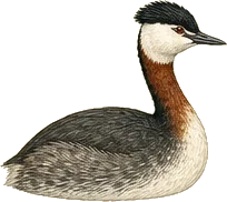Red-necked Grebe