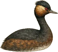 Eared Grebe