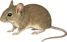Florida Mouse
