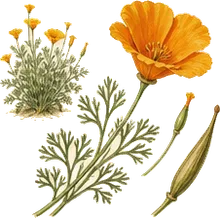 California Poppy