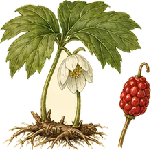 Mayapple