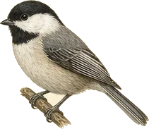 Mountain Chickadee