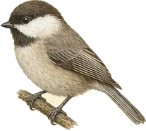 Boreal Chickadee