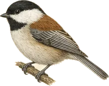 Chestnut-backed Chickadee