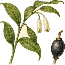 Smooth Solomon's Seal