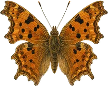 Eastern Comma