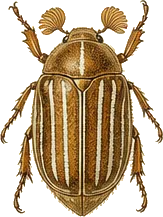 Ten-lined June Beetle