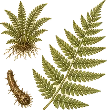 Licorice Fern