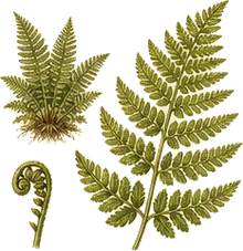 Western Sword Fern