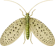Giant Lacewing