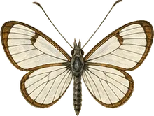 Little Glassywing