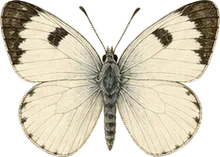 Western White