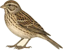 Vesper Sparrow