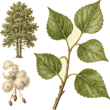 Narrowleaf Cottonwood