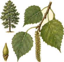 Balsam Poplar