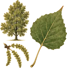Eastern Cottonwood