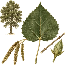 Plains Cottonwood